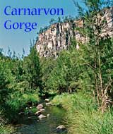 carnarvon gorge